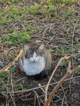 Image Recherche FA expérimentée