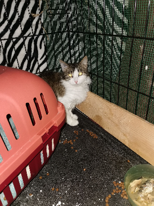 Image Recherche FA expérimentée