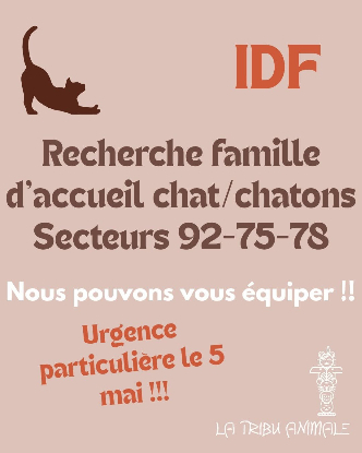 RECHERCHE FA POUR CHAT/CHATON 92-75-78