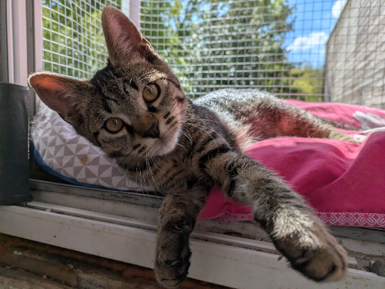 Recherche famille d'accueil 95 ou proche