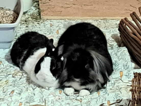 Image Recherche famille d'accueil 95 ou proche