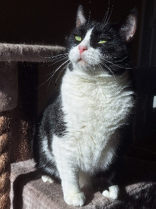 Image RECHERCHE FAMILLE D’ACCUEIL CHAT