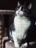 RECHERCHE FAMILLE D’ACCUEIL CHAT