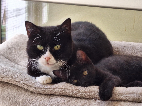 Image RECHERCHE FAMILLE D’ACCUEIL CHAT