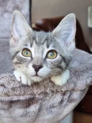 RECHERCHE FAMILLE D’ACCUEIL CHAT