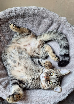 RECHERCHE FAMILLE D’ACCUEIL CHAT