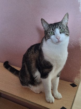 RECHERCHE FAMILLE D’ACCUEIL CHAT