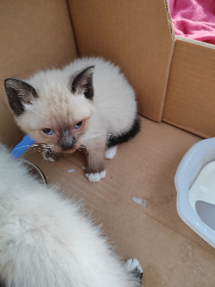 RECHERCHE FAMILLE D'ACCUEIL POUR 4 CHATONS