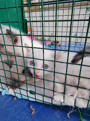 Image RECHERCHE FAMILLE D'ACCUEIL POUR 4 CHATONS
