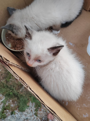 Image RECHERCHE FAMILLE D'ACCUEIL POUR 4 CHATONS