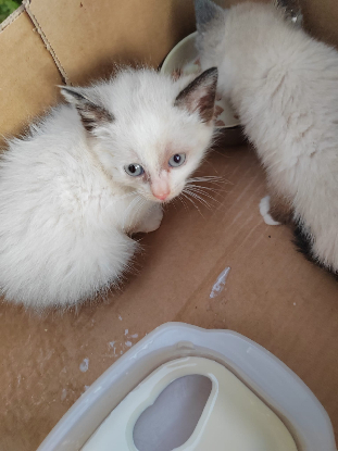RECHERCHE FAMILLE D'ACCUEIL POUR 4 CHATONS