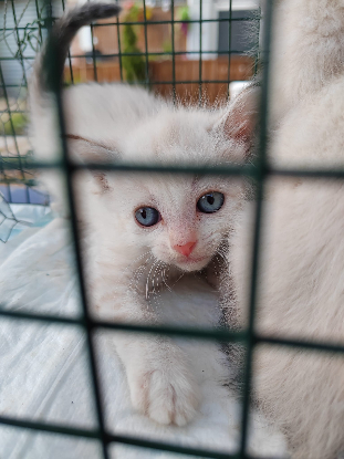 RECHERCHE FAMILLE D'ACCUEIL POUR 4 CHATONS