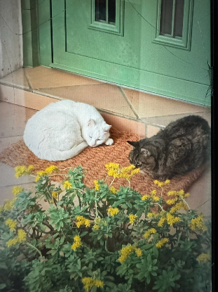 Image recherche Famille d'accueil