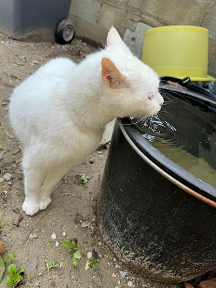 recherche Famille d'accueil