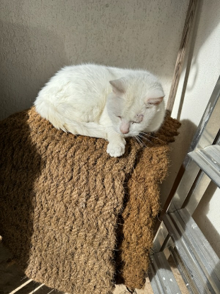 recherche Famille d'accueil