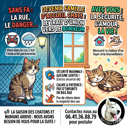 Recherche familles d'accueil chats
