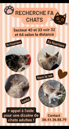 Image Recherche familles d'accueil chats