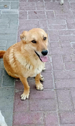 Adopter Rocket
