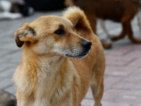 Adopter Rocket