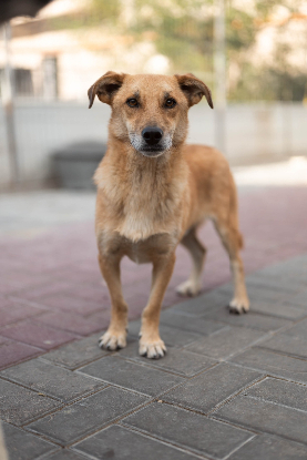 Adopter Rocket