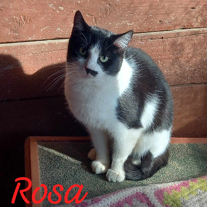 Adopter Rosa