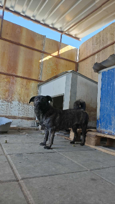 Adopter Rosy