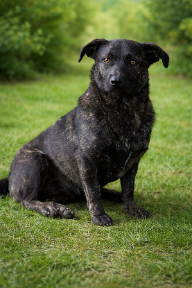 Adopter Rosy