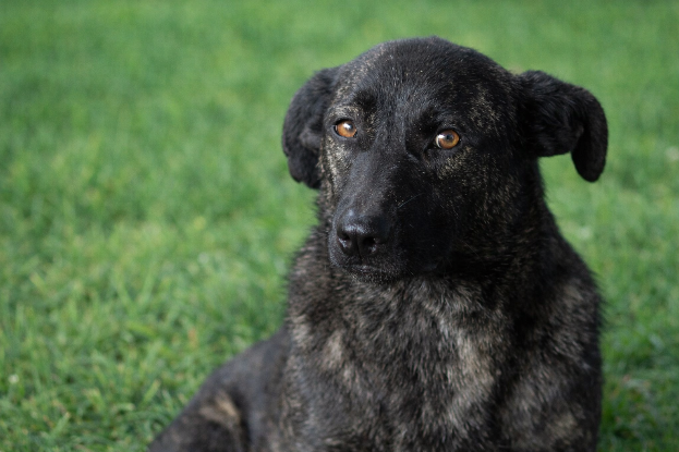 Adopter Rosy