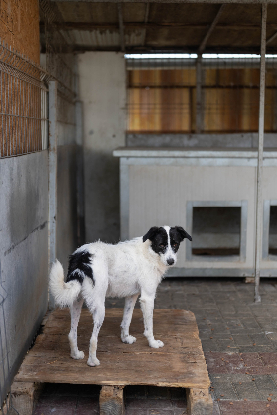 Adopter Tamara
