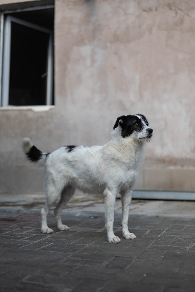 Adopter Tamara