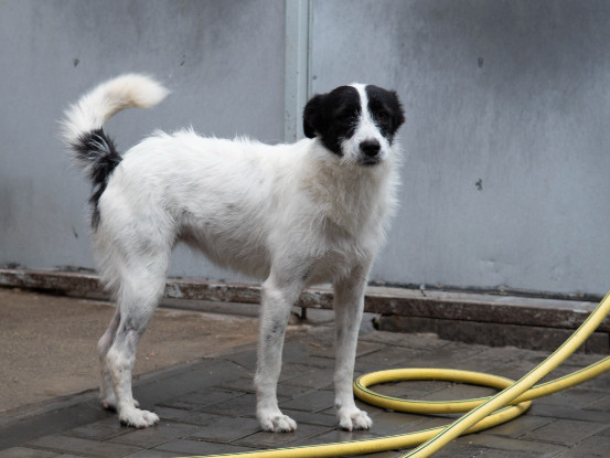 Adopter Tamara
