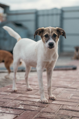 Adopter Tchoupi