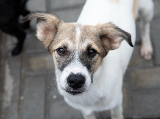 Adopter Tchoupi