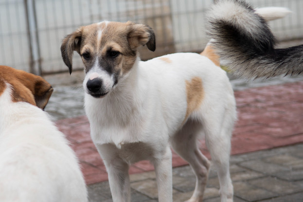 Adopter Tchoupi