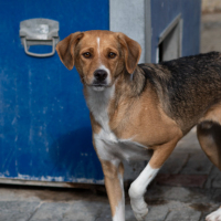 Adopter  chien : Téo