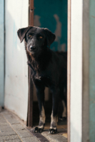 Adopter  chien : Tessie