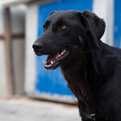 Adoption Tessie
