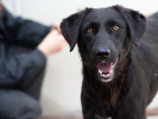 Adoption Tessie