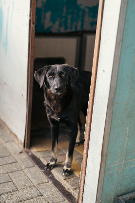 Adopter Tessie