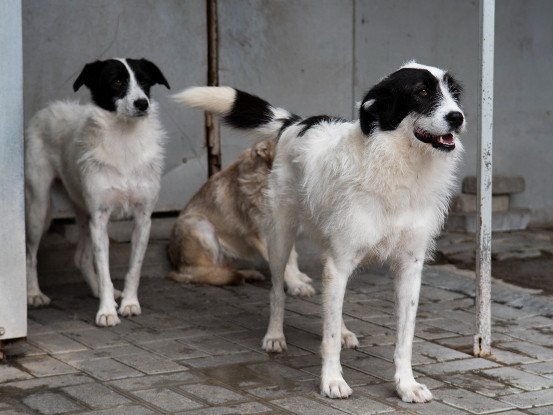 Adopter Thelma