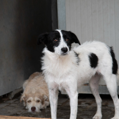 Adopter Thelma