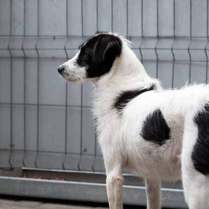 Adoption Thelma
