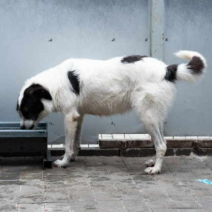 Adopter Thelma