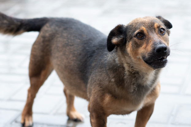Adopter Topazia