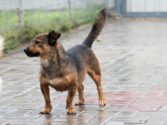Adoption Topazia