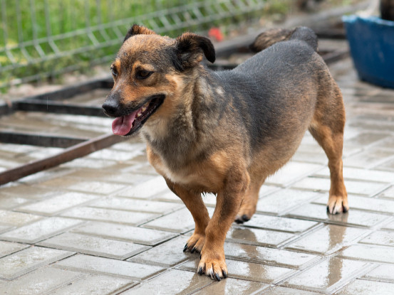 Adopter Topazia