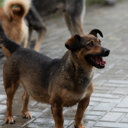 Adoption Topazia