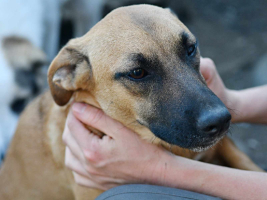 Adopter  chien : Uka
