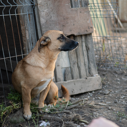 Adoption Uka