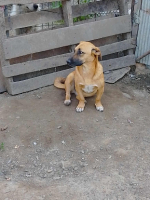 Adopter  chien : Uka
